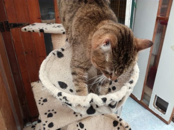 association aide aux animaux 68